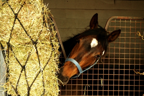 Esmerelda: Didja see how much HAY is here? I'm gonna be eating ALL night!!!